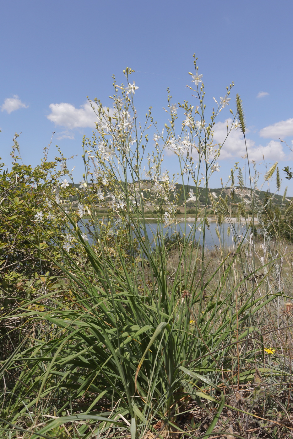 Image of Anthericum ramosum specimen.