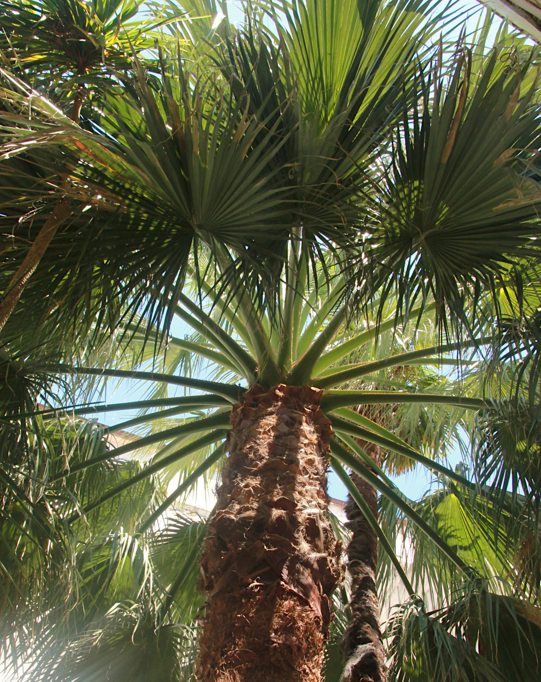 Image of Washingtonia filifera specimen.