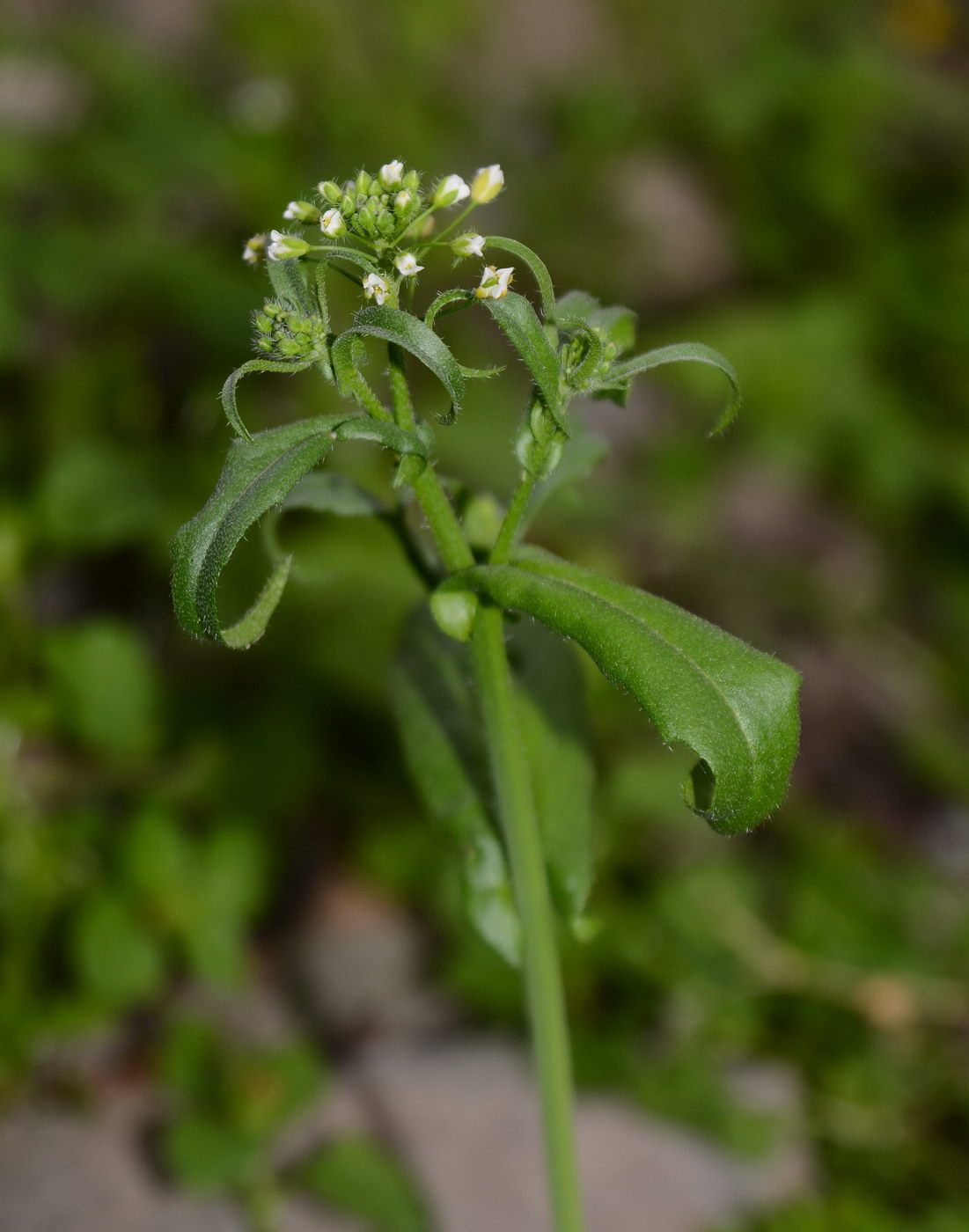 Image of Capsella bursa-pastoris specimen.