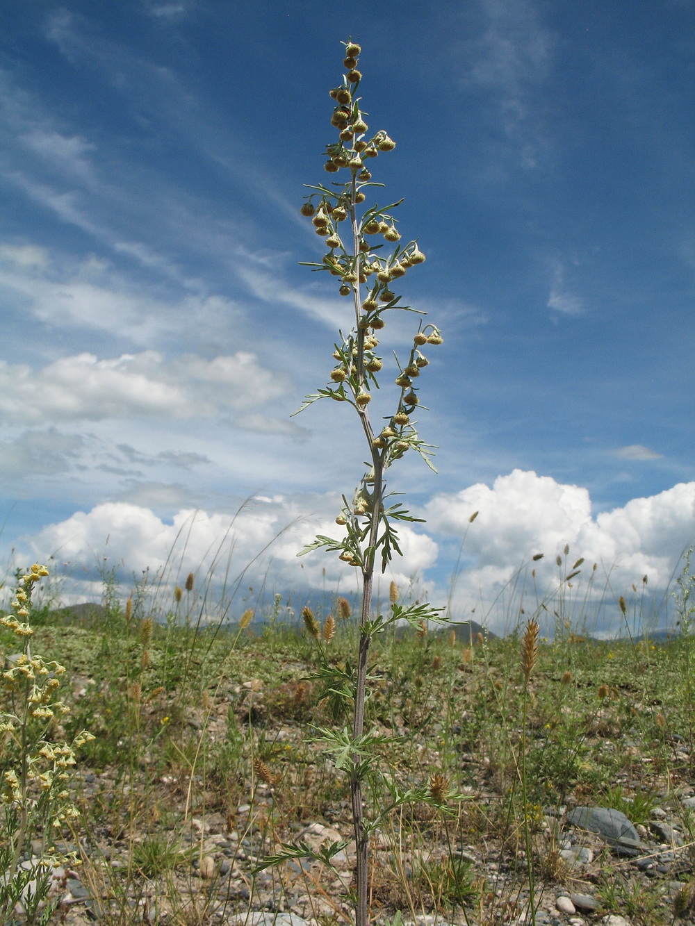 Изображение особи Artemisia frigida.