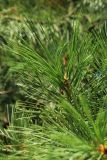 Pinus sibirica