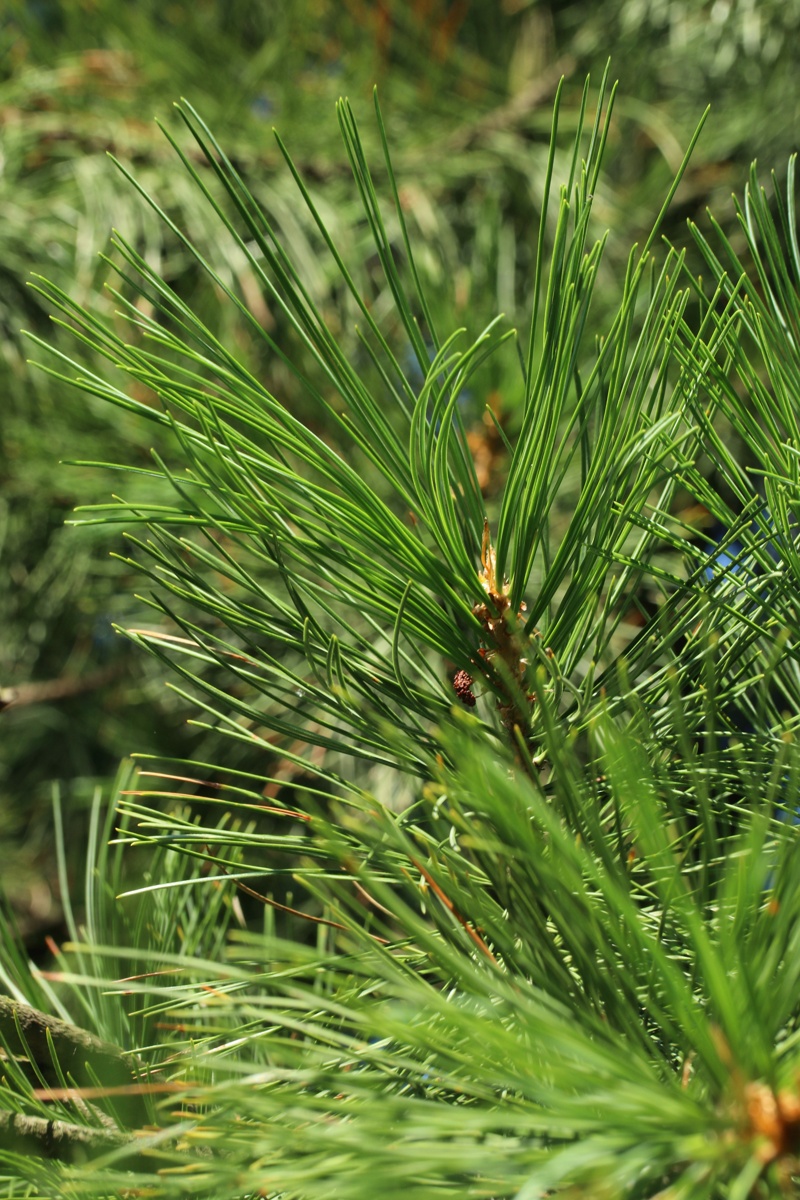 Изображение особи Pinus sibirica.