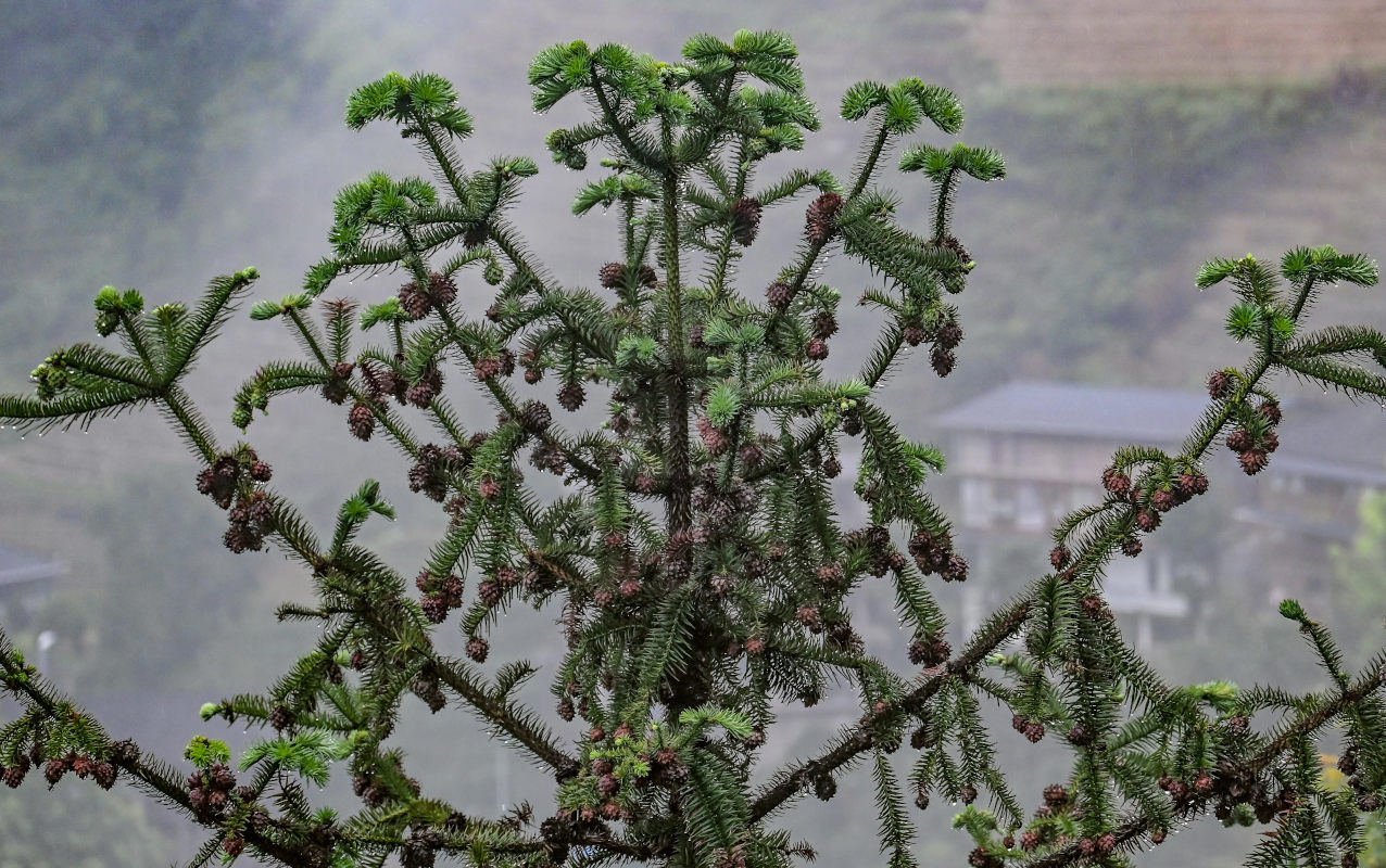 Image of Cunninghamia lanceolata specimen.