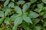 Mercurialis perennis. Отплодоносившее растение. Московская обл., Волоколамский гор. округ, долина р. Каменка, смешанный лес. 17.08.2024.