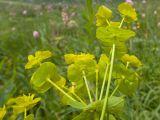 Euphorbia iberica. Часть соцветия. Карачаево-Черкесия, Зеленчукский р-н, гора Джисса, ≈ 1500 м н.у.м., субальпийский луг. 14.06.2024.