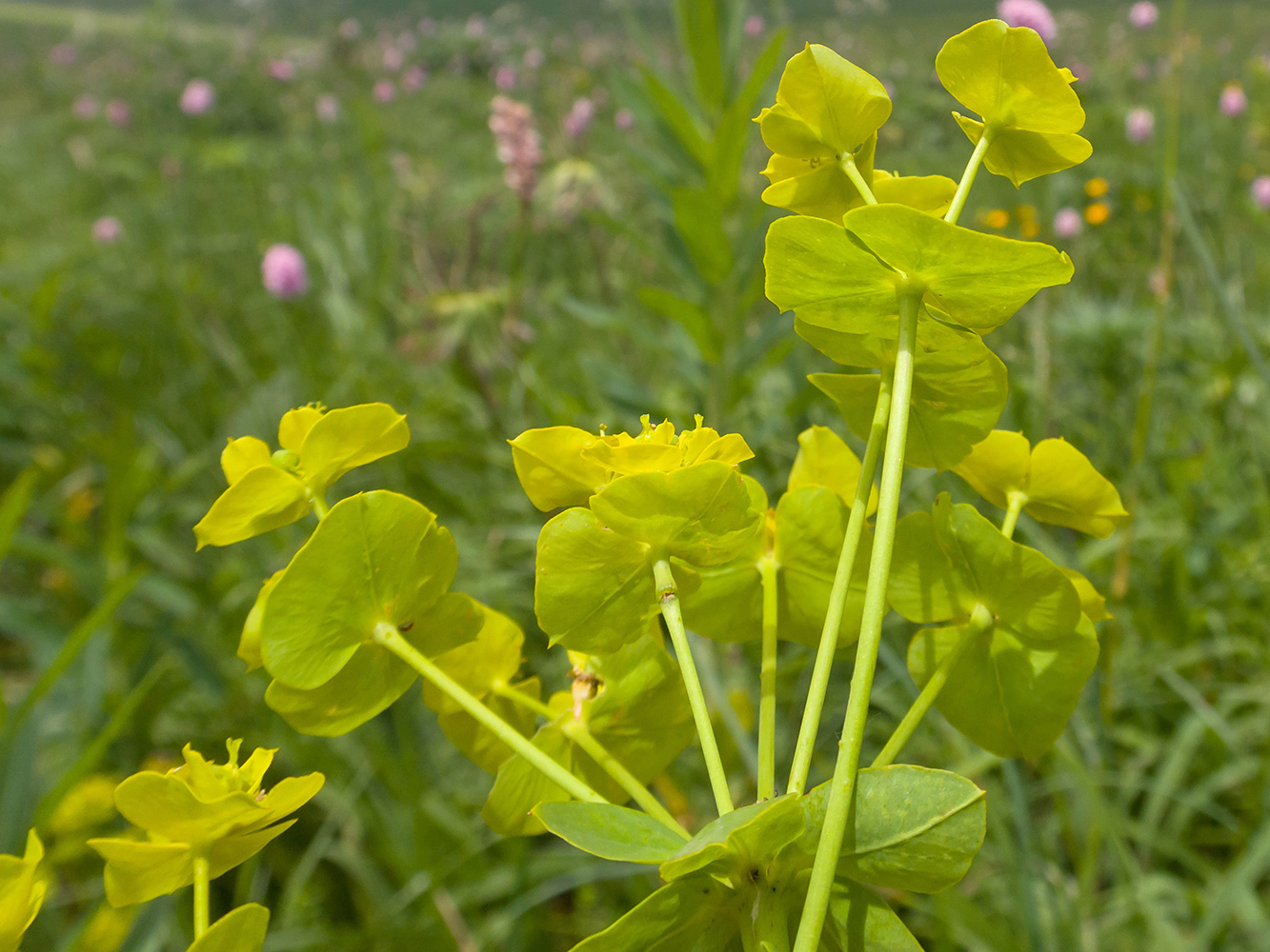 Изображение особи Euphorbia iberica.