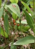 Convallaria majalis. Соплодие. Липецкая обл., Данковский р-н, ур. Крутые Дубки, лес. 31 июля 2024 г.