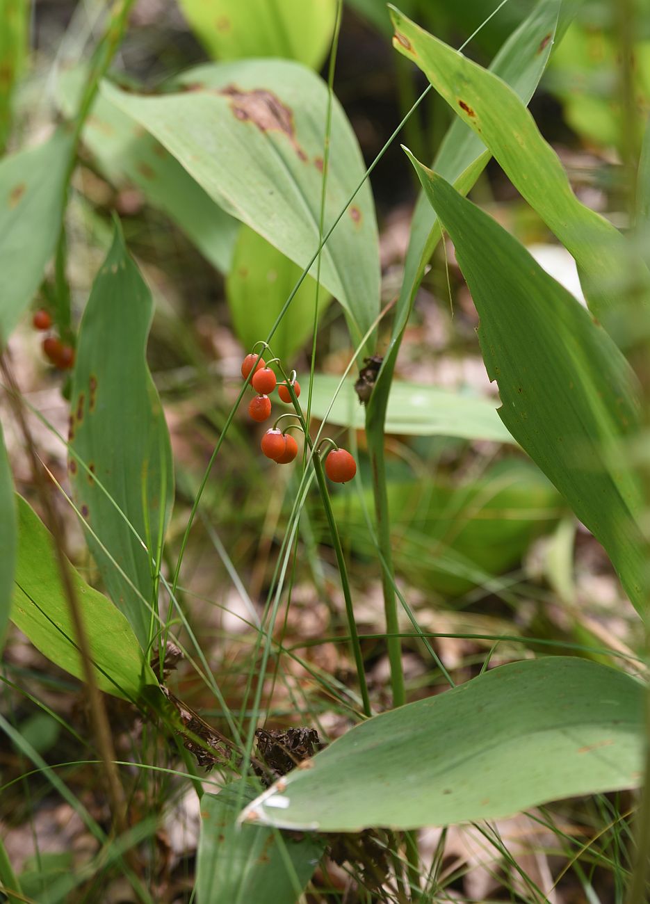 Изображение особи Convallaria majalis.