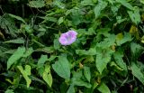 Calystegia spectabilis. Цветок, бутоны и листья (на побегах Urtica dioica). Московская обл., Одинцовский гор. округ, окр. г. Звенигород, берег р. Москва, луговой склон. 18.08.2024.