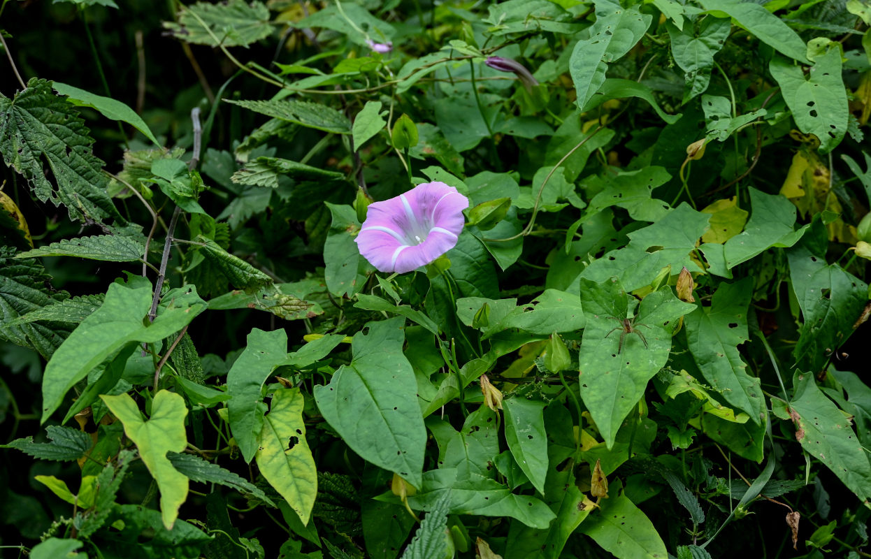 Image of Calystegia spectabilis specimen.