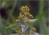 Lysimachia vulgaris. Верхушка побега с развивающимся соцветием и паутиной. Московская обл., Раменский р-н, окр. дер. Хрипань, садовый участок. 26.06.2024.