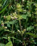 Galeopsis speciosa