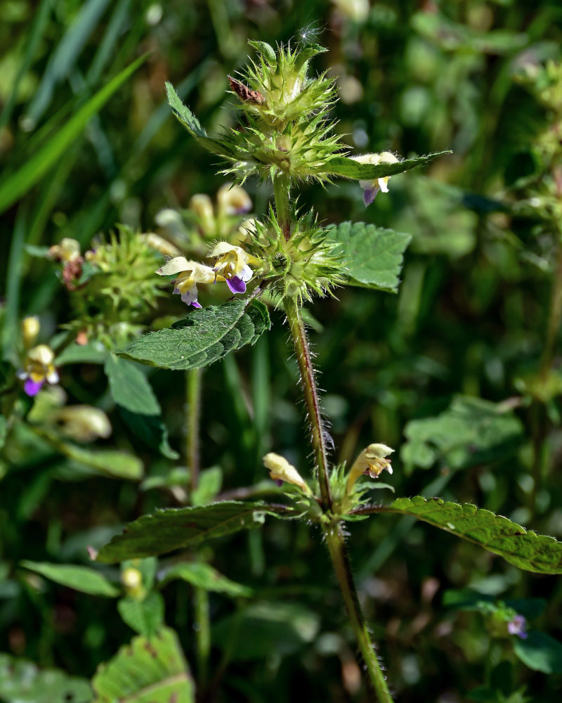 Изображение особи Galeopsis speciosa.