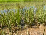 genus Carex