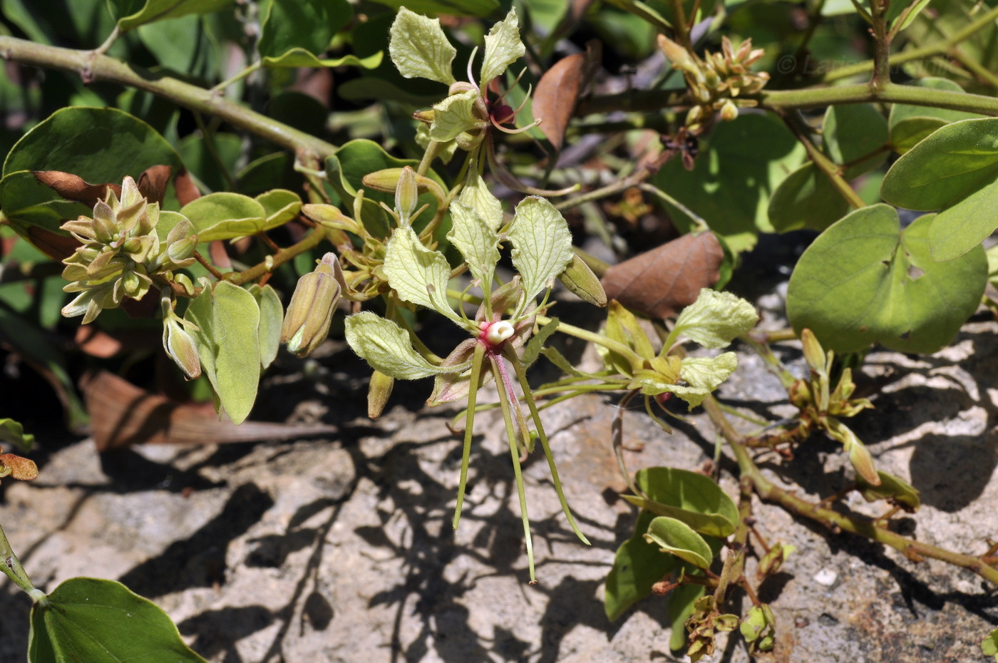 Изображение особи Phanera bracteata.