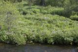 Cardamine macrophylla. Цветущие растения. Бурятия, Северобайкальский р-н, пойма р. Давше, влажный разнотравный луг. 09.07.2024.