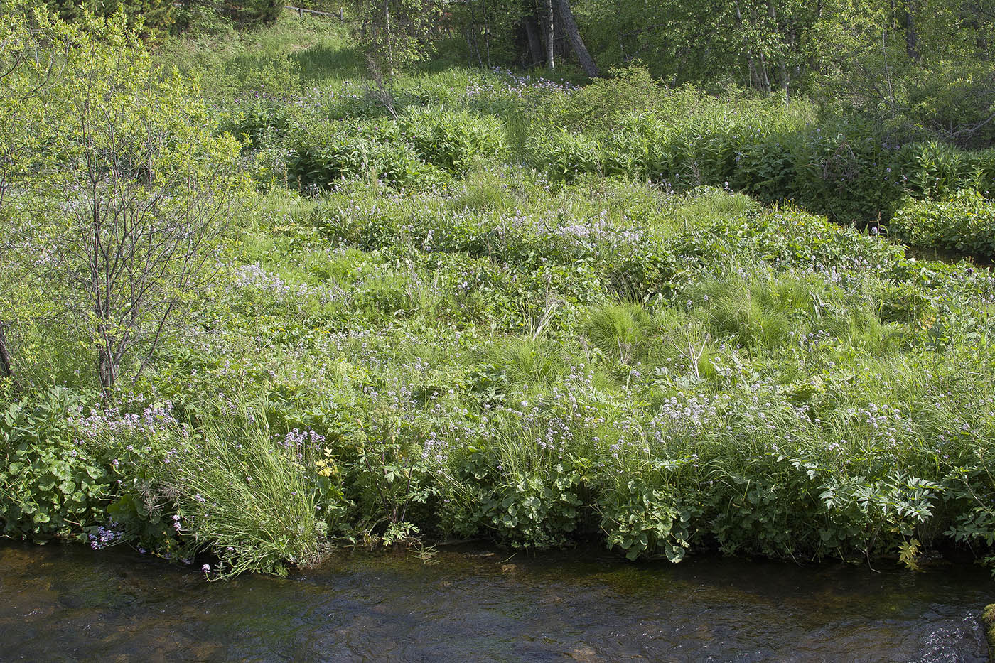 Изображение особи Cardamine macrophylla.