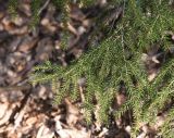 Picea orientalis. Верхушка веточки. Грузия, край Самцхе-Джавахети, Боржомский муниципалитет, окр. храма Мариам Цминда, выс. 1020 м н.у.м., смешанный лес. 2 февраля, 2025 г.