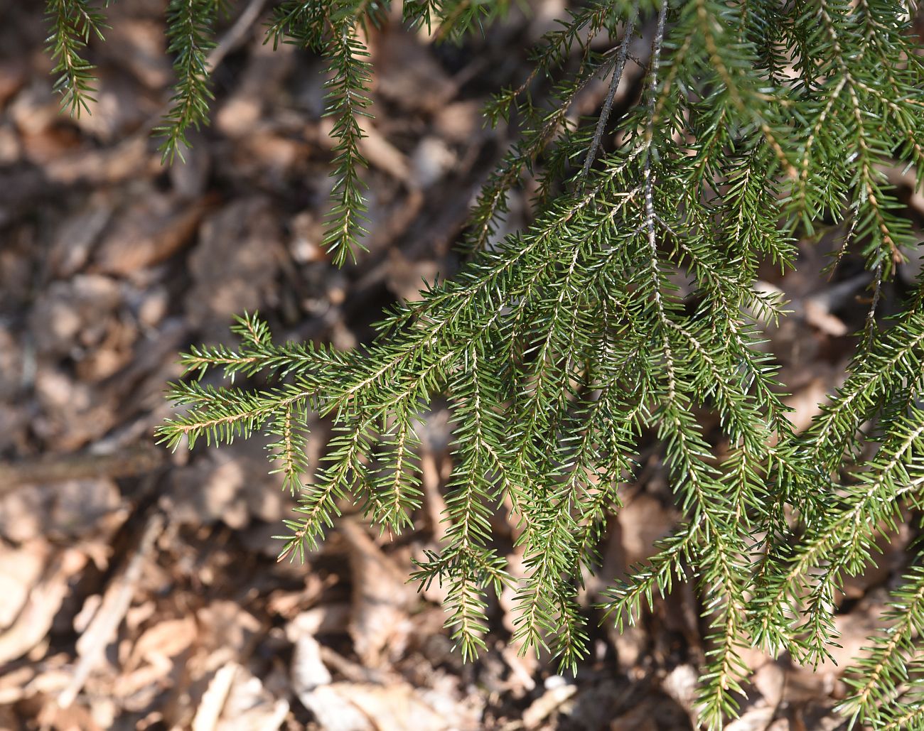 Изображение особи Picea orientalis.