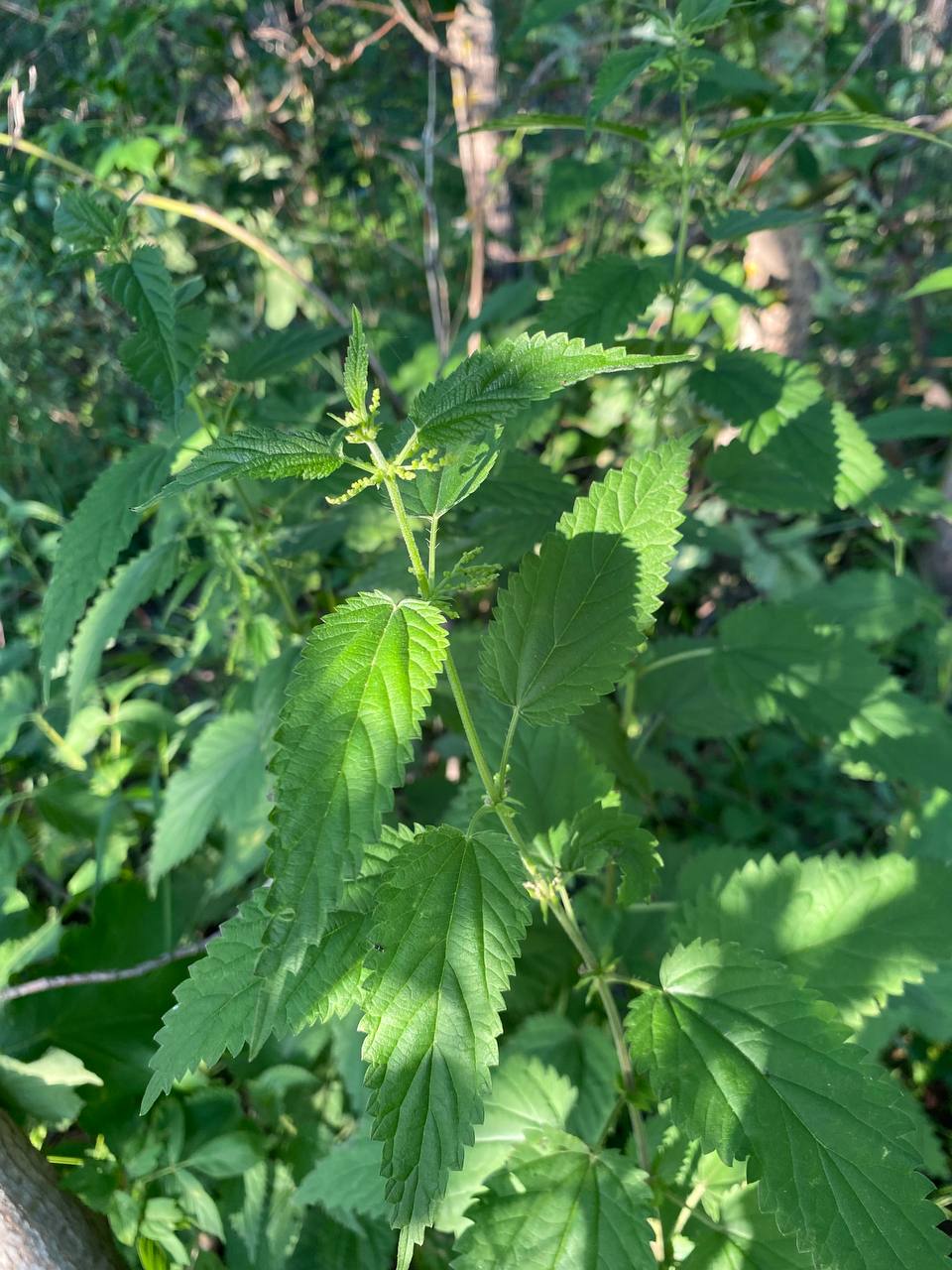 Изображение особи Urtica dioica.