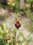 Ophrys mammosa ssp. caucasica