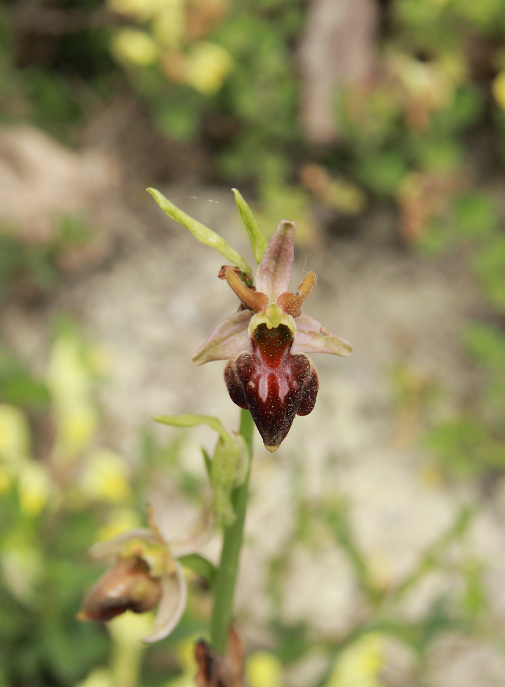 Image of Ophrys mammosa ssp. caucasica specimen.
