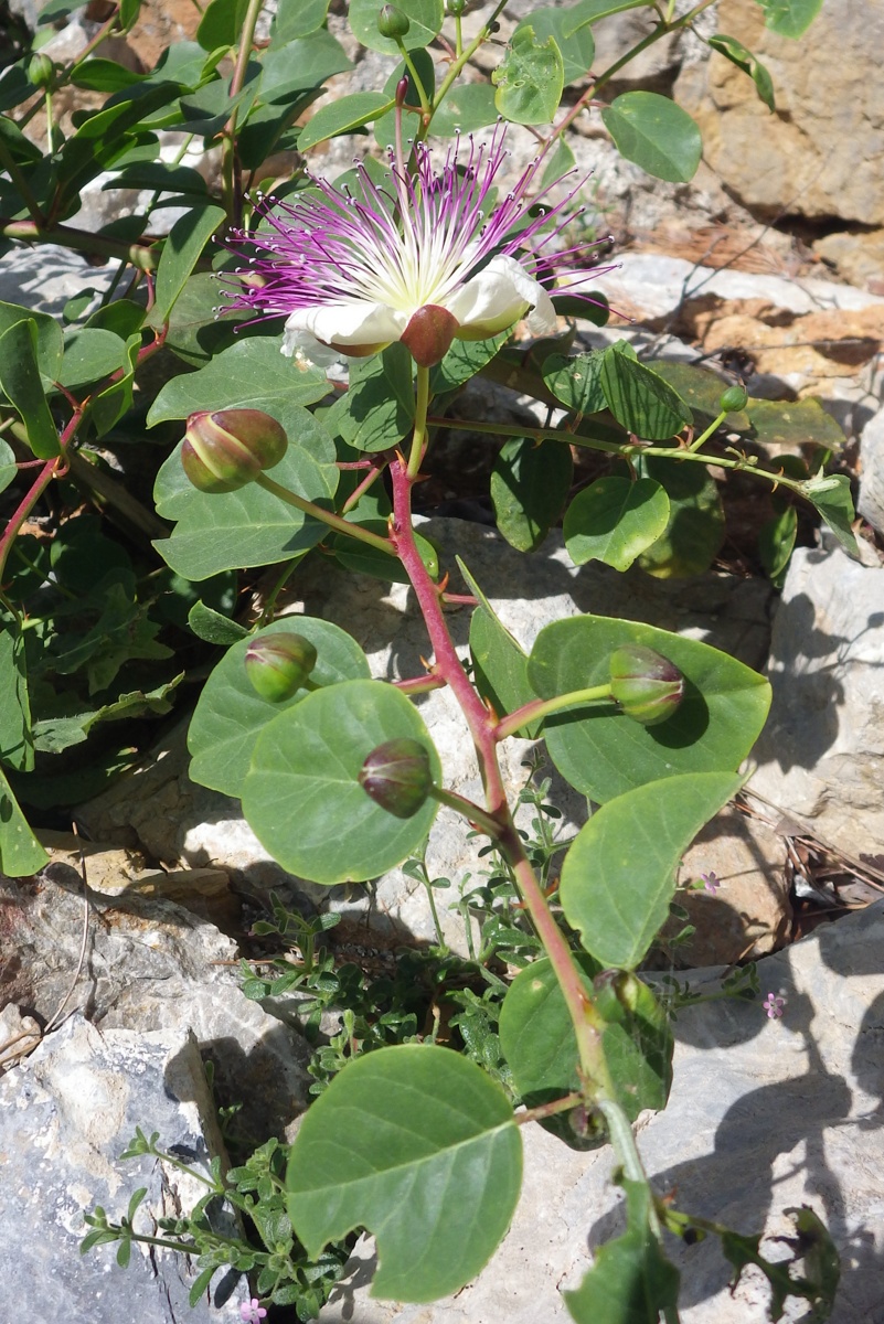 Image of genus Capparis specimen.