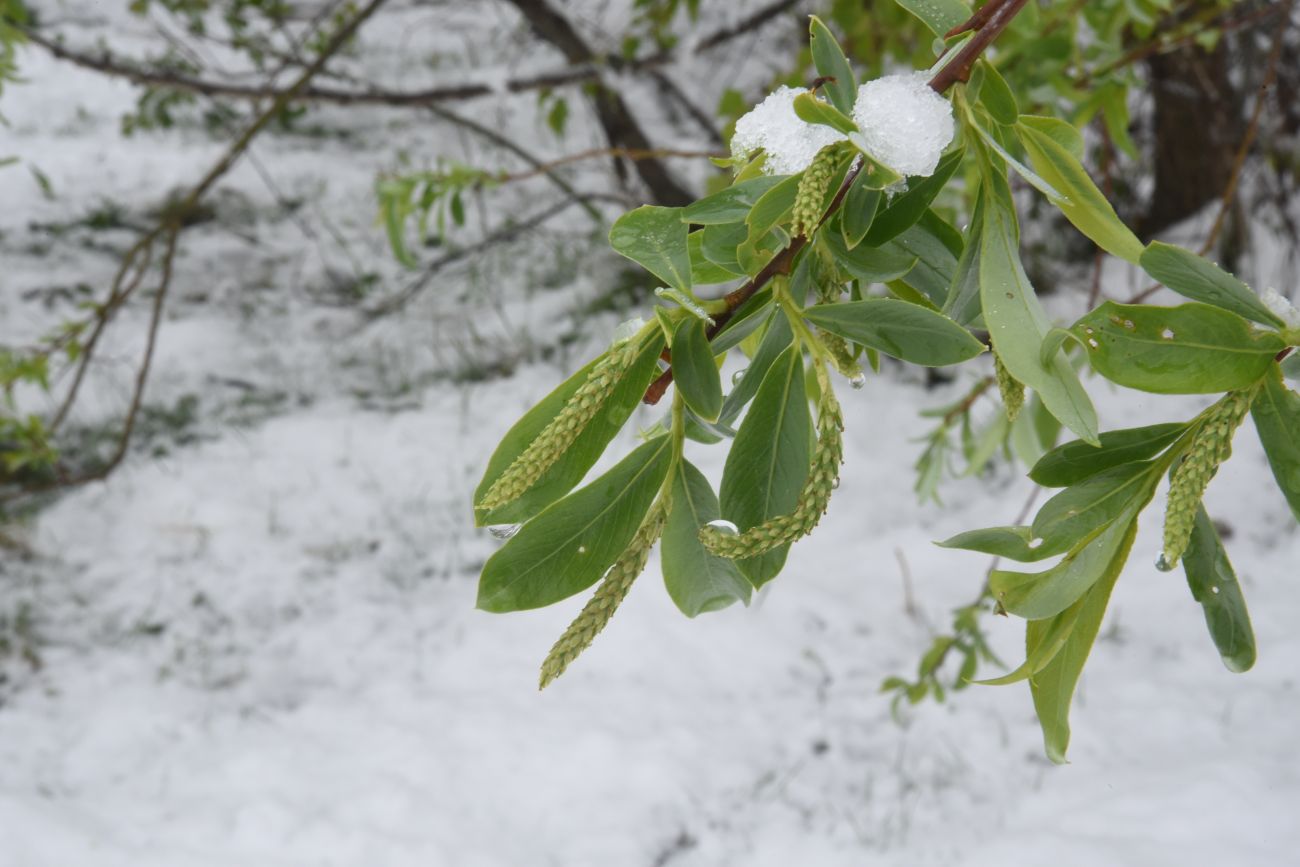 Image of genus Salix specimen.