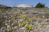 View full-size image Linum tauricum