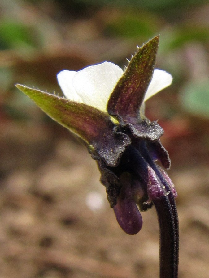 Image of Viola arvensis specimen.