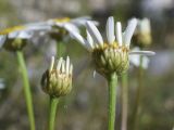 View full-size image Pyrethrum corymbosum