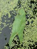 View full-size image Sagittaria natans