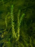 Смотреть изображение Elodea canadensis