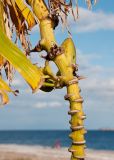 View full-size image Musa acuminata