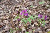 View full-size image Lathyrus vernus