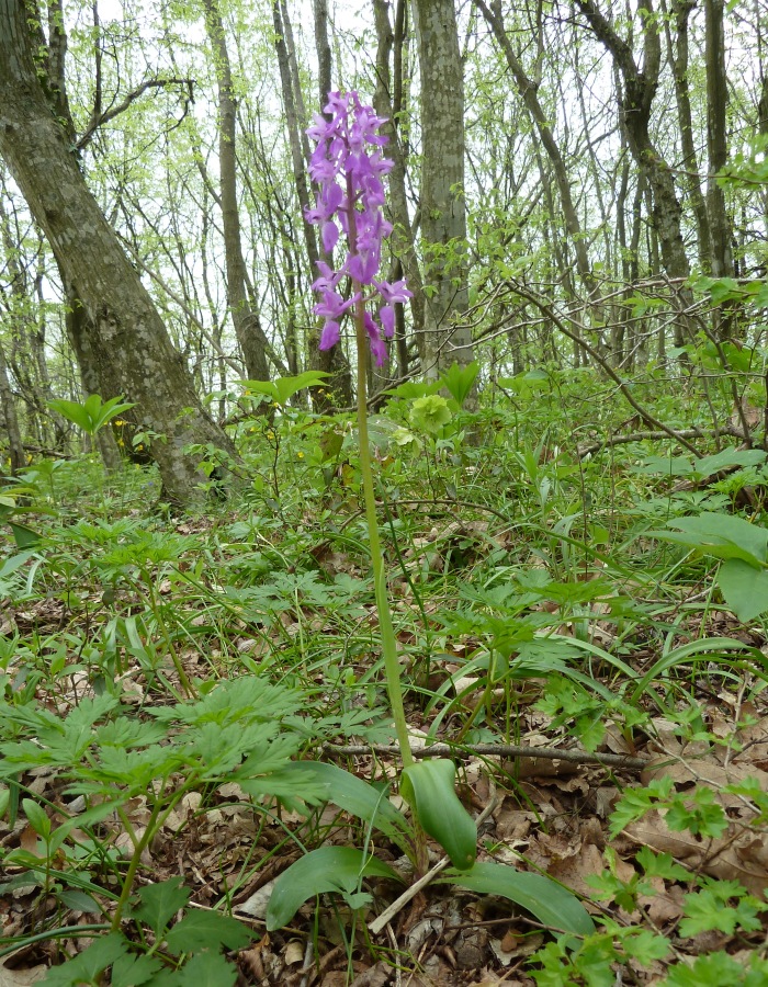 Image of Orchis mascula specimen.