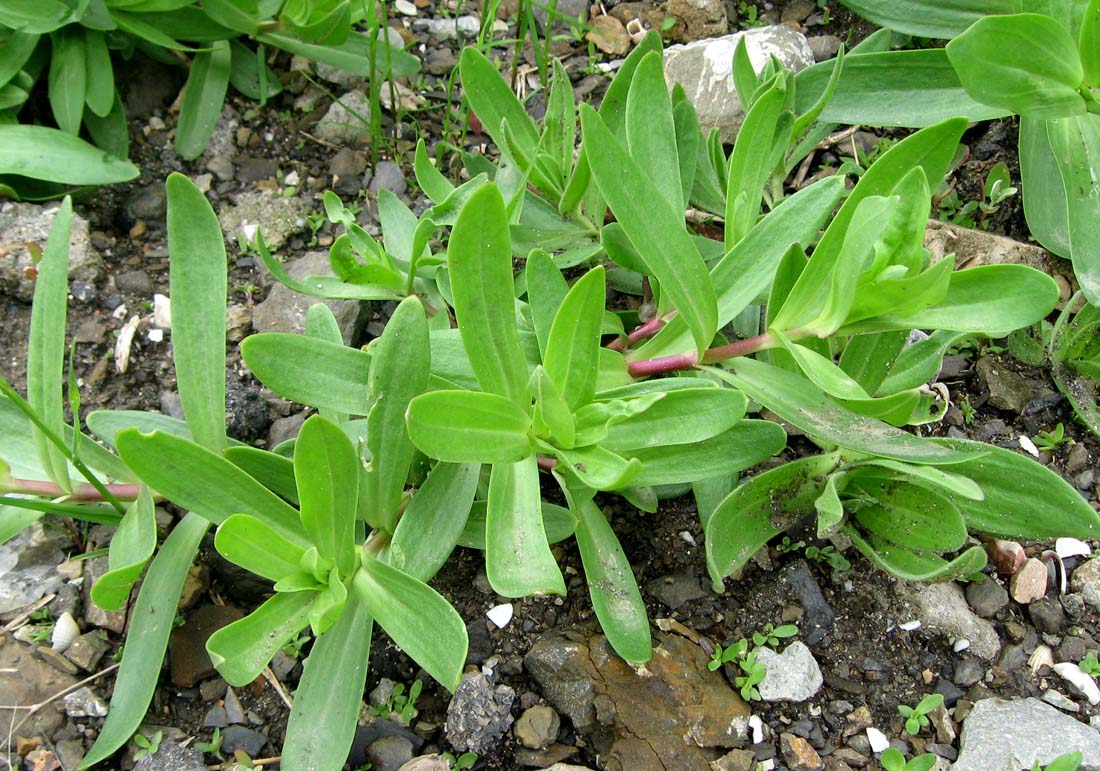 Image of Gypsophila perfoliata specimen.