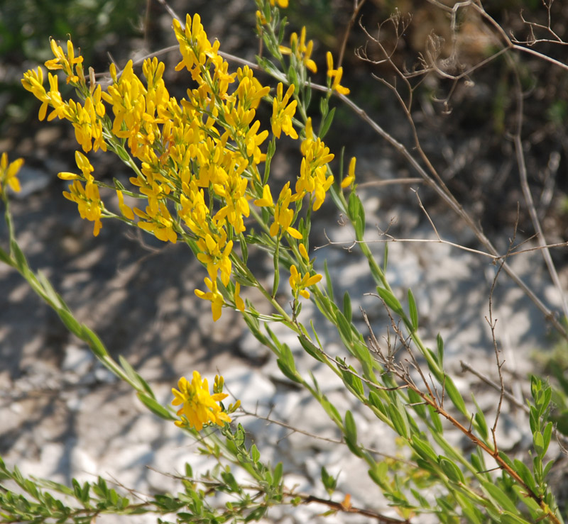 Изображение особи Genista tanaitica.