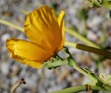 Glaucium flavum