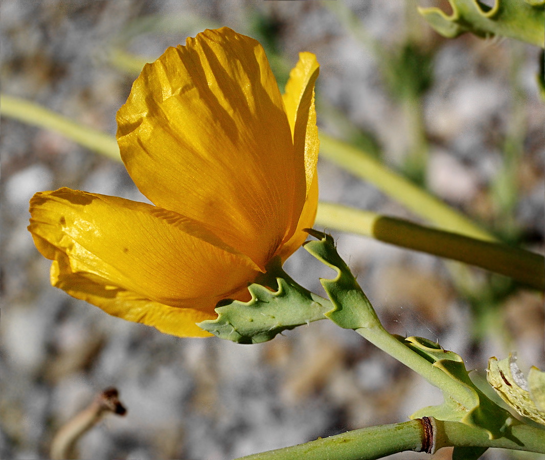 Изображение особи Glaucium flavum.