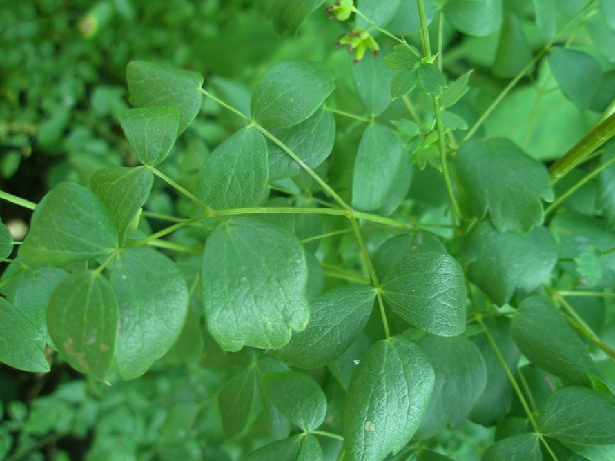 Image of Thalictrum flavum specimen.