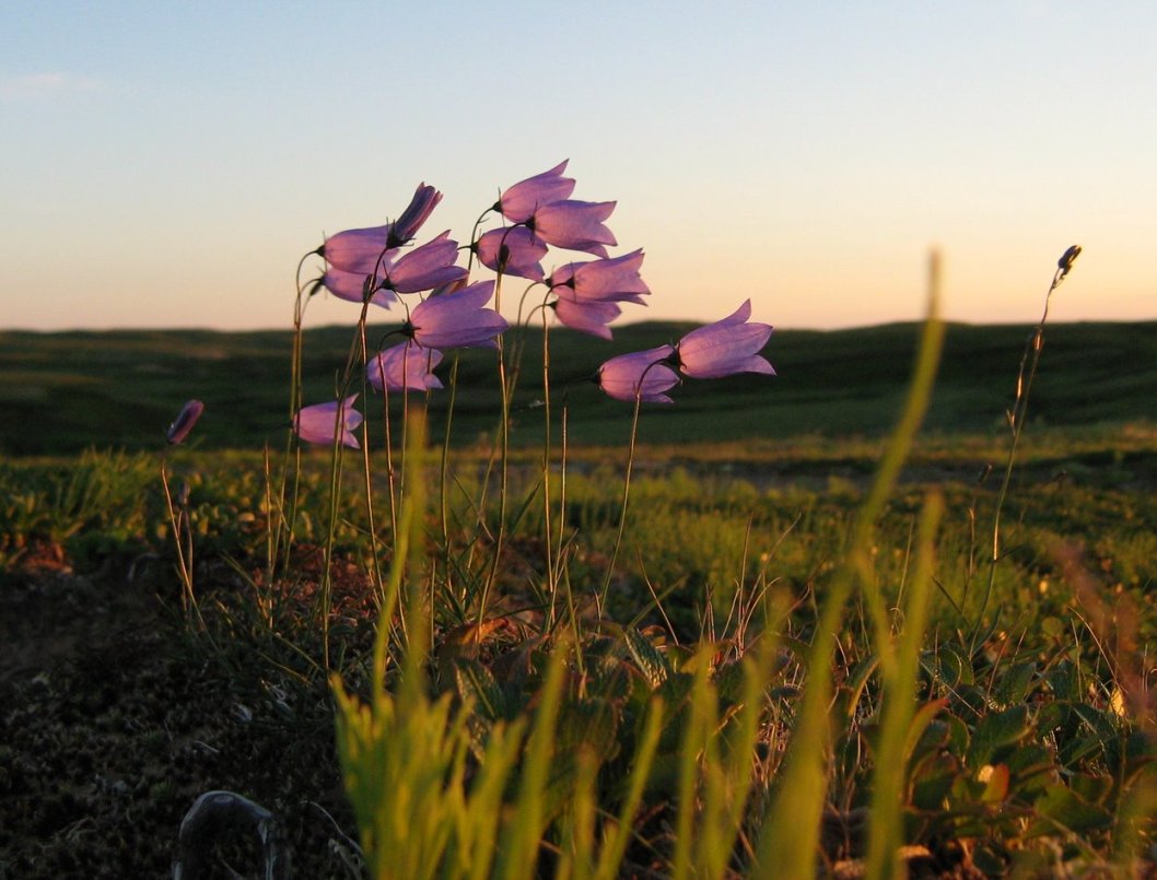 Image of Campanula rotundifolia specimen.