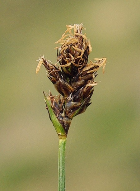 Image of Carex dimorphotheca specimen.