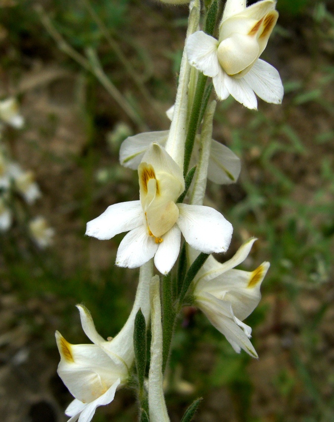 Image of Delphinium stocksianum specimen.