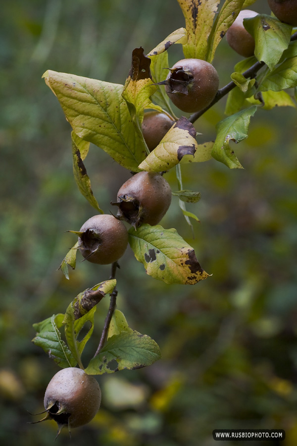 Изображение особи Mespilus germanica.