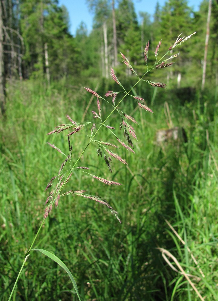 Image of Calamagrostis langsdorffii specimen.