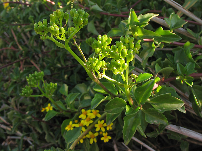 Image of Senecio angulatus specimen.