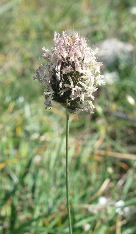 Image of Alopecurus vaginatus specimen.