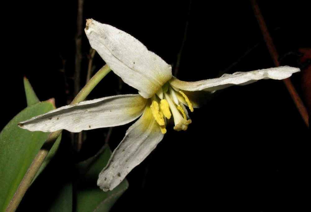 Image of Erythronium krylovii specimen.