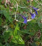 Pinguicula grandiflora